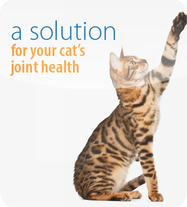 A solution for your cat's joint health