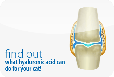 Find out what hyaluronic acid can do for your pet!