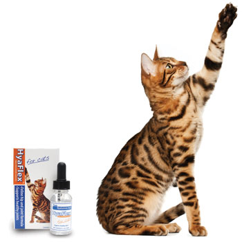 HyaFlex™ cat product shot