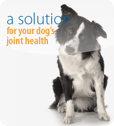 A solution for your dog's joint health