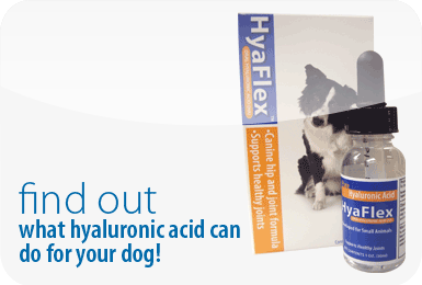 Find out what hyaluronic acid can do for your dog!