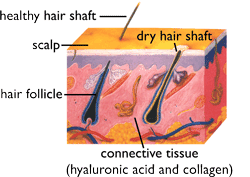 Cat hair diagram